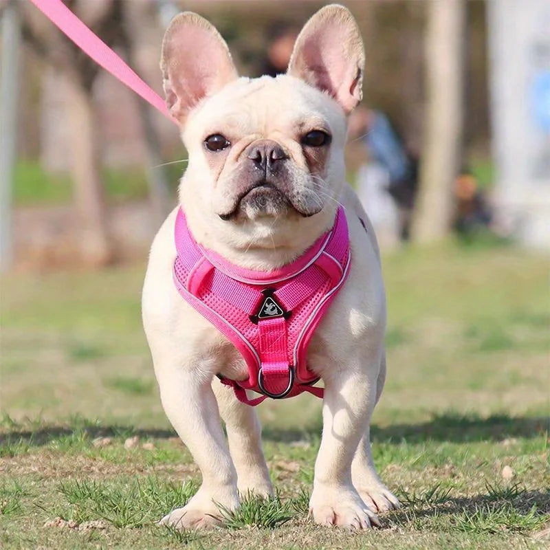 Lum iPaw™ Reflective Comfort Harness & Leash Set