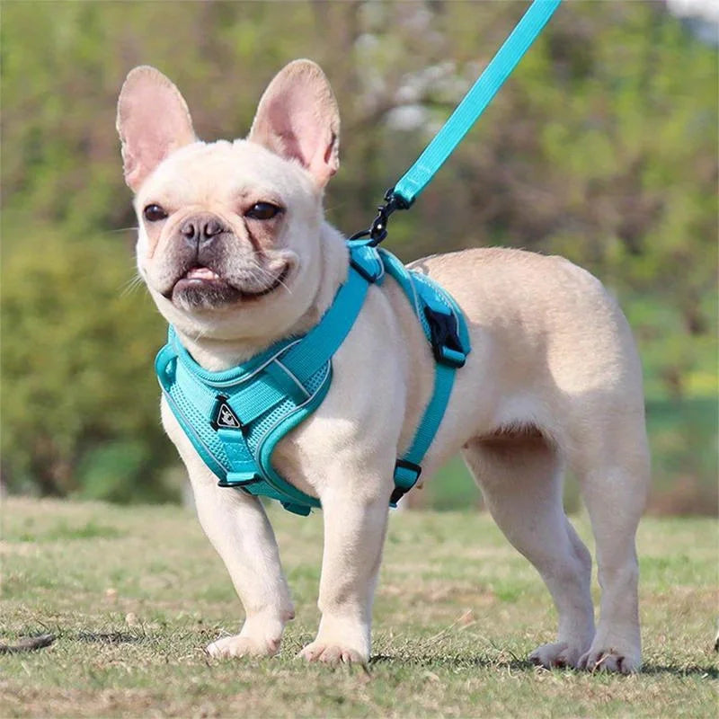 Lum iPaw™ Reflective Comfort Harness & Leash Set