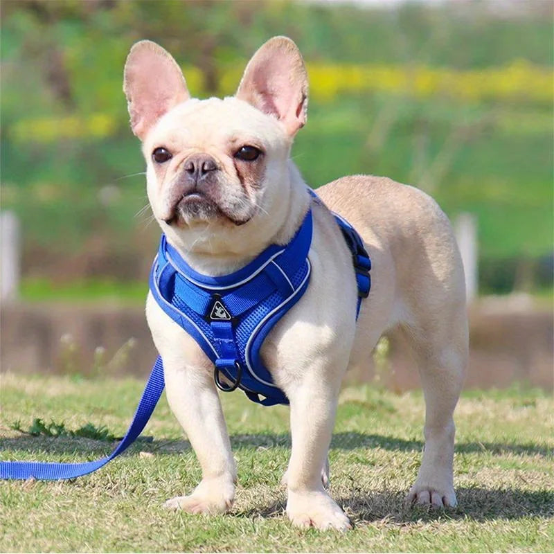 Lum iPaw™ Reflective Comfort Harness & Leash Set